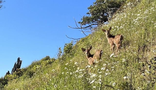 Private Beach Access - Secluded, wildlife setting
