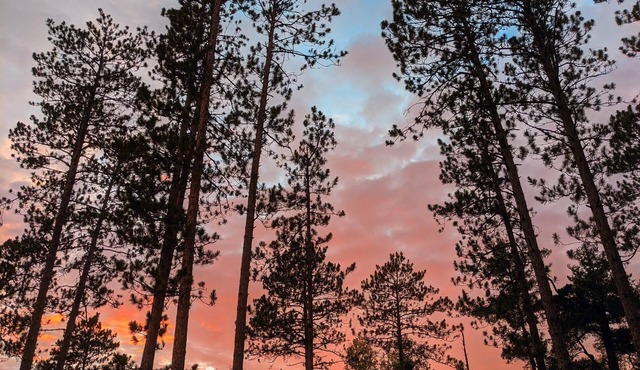 Private cabin in the woods near a serene creek and towering pine trees.