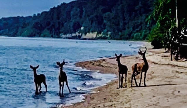 Private Chesapeake Bay Beach community…love to feel the sand between your toes?