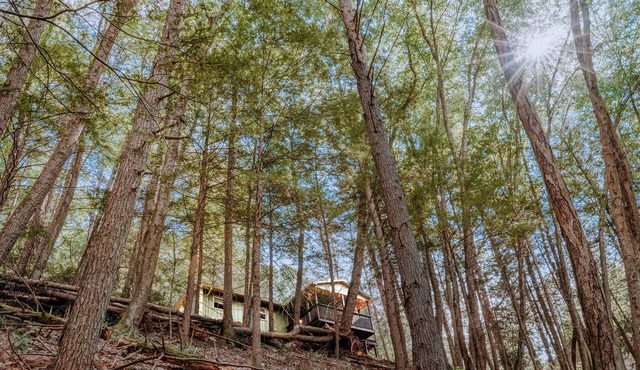 Private Creekfront-fish-Kayaks,campfire,decks, well known trout stream, privacy