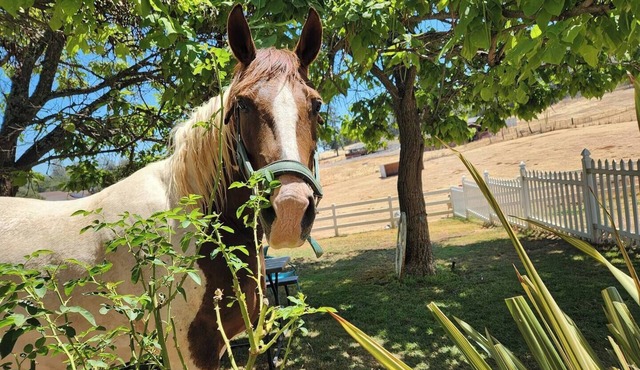 Private Farm Stay on Gold Country Estate w/Horses and Donkeys