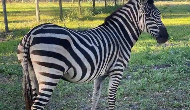 Private Farm w/Beach Near St.JohnsRiver