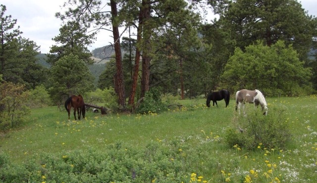 Private paradise on Alpaca Farm. A Colorado dream close to Denver.