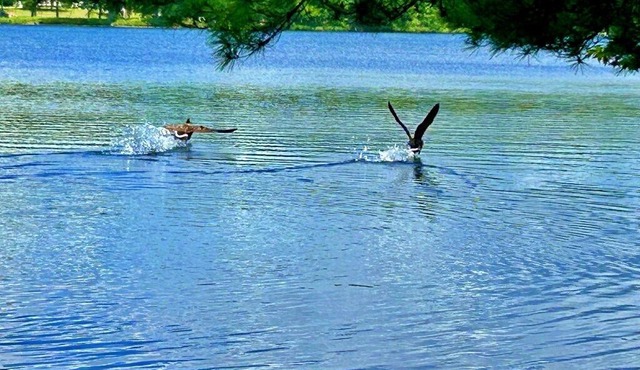 Private, Peaceful, lakefront, fully furnished 2-bedroom Mini-home .