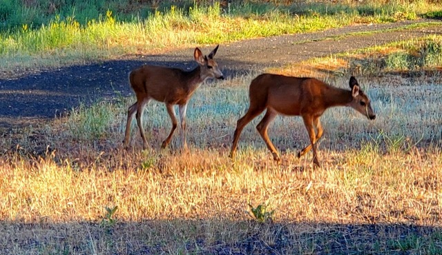 Private Studio in a Serene Country Setting on Williams Lake. No Hunting.