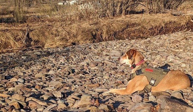 Private tent camping SITE#1 along the Salmon River on 165-acre Farm