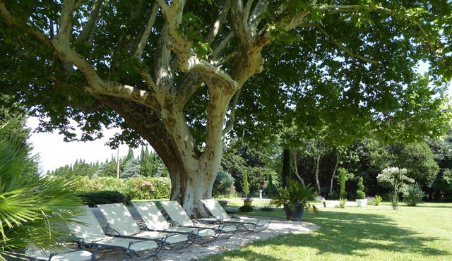 Provencal farmhouse and its hundred-year-old plane tree, heated and secure pool