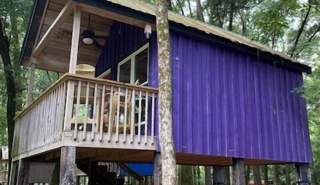 Purple Pines