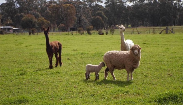 Pyrenees Farm Stay Amphitheatre. (Pet friendly) Bed and Breakfast.