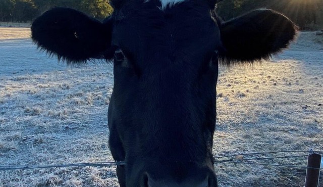 Q1 on Crestview, Adorable 1 Bedroom Farm Stay Cabin