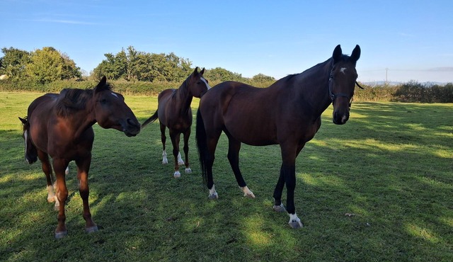 Quiet accommodation and verdoyant.au horses.