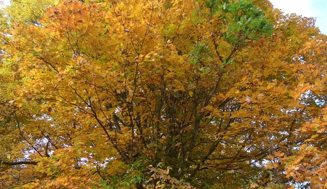 Quiet cottage next to a peaceful home on 27 forested acres 1 hr. west of Ottawa