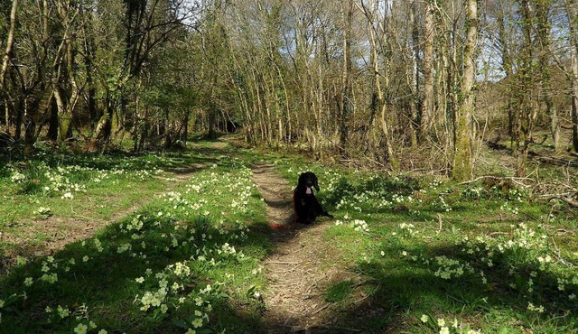 Quiet, Countryside Retreat: Spreacombe Gardens near Woolacombe