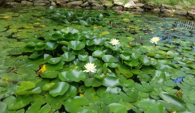Quiet, Family-friendly Abode on Indy's Westside with a Tranquil backyard pond!