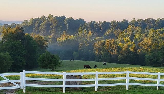 Quiet farm stay, hike, mushroom hunt, see the animals, relax, so much more!