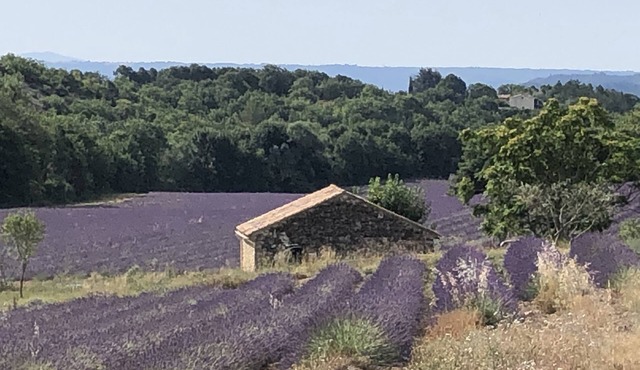 Quiet little cottage in the middle of lavender fields