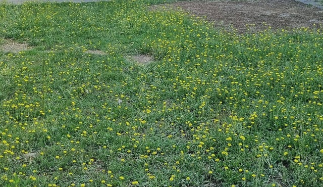 Quiet mobile home with garden & private terrace, close to the beach.