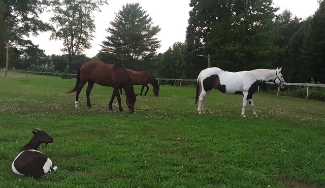 Quiet, private, whole house, 4 bedroom, 2 bath, horse farm retreat. 2000 sq ft.