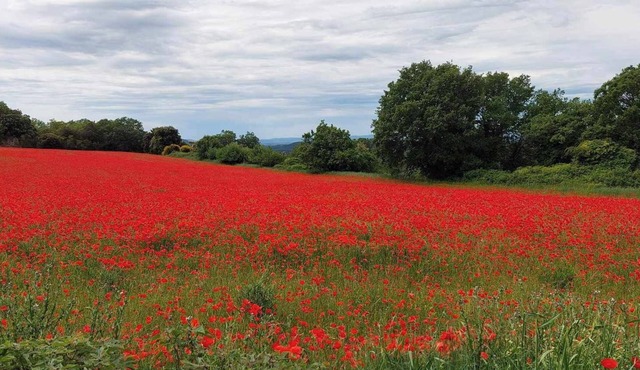 Quiet stone house in the heart of one of France's "most beautiful villages".