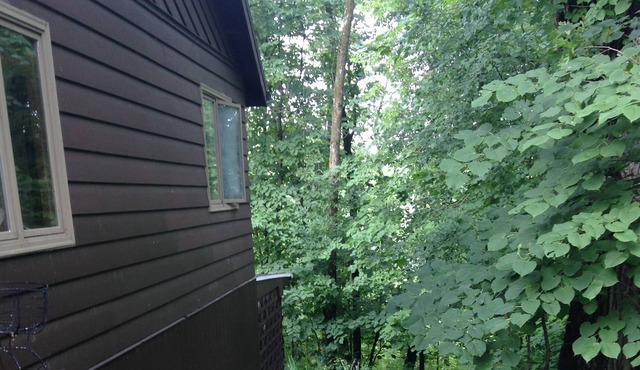 Quiet time in the woods.