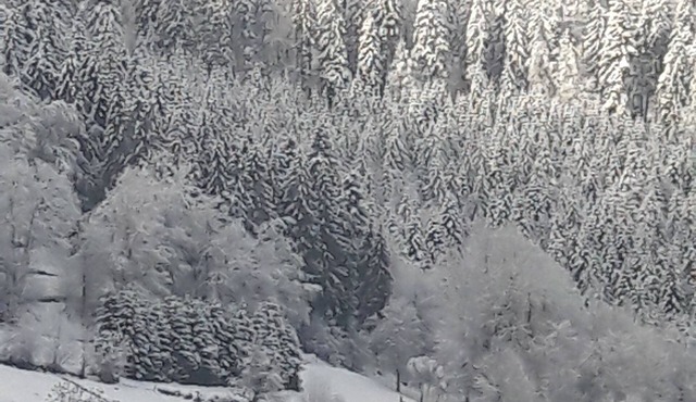 Quiet, typical chalet in the Vosges mountains