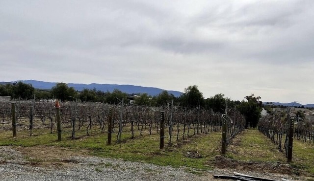 Quiet Vineyard/Pet friendly!