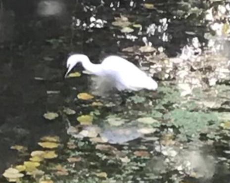 Réveil aux chants des oiseaux
