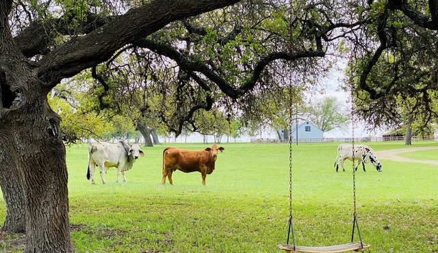 Radish Row, A Place to Stay (Extended Stay Discounts)