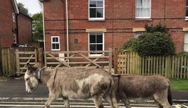 Railway Terrace by NewFo rest