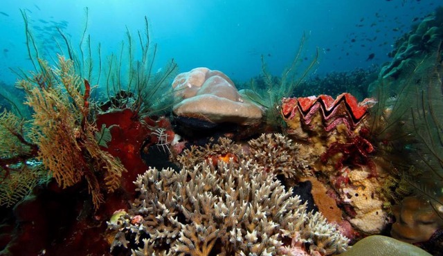 Raja Ampat dive tour