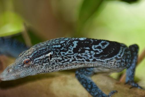 Raja Ampat Herping
