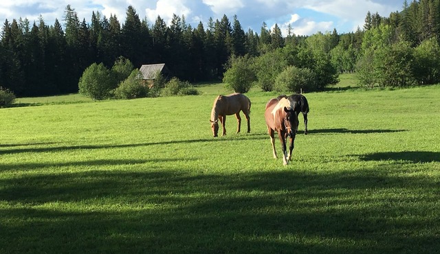 Ranch close to Glacier; open views/mtns/meadows/creek/trails; wildlife; barns