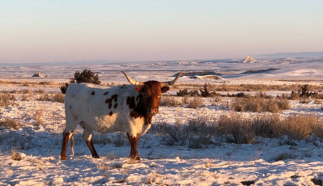 Ranch Style Cabin House