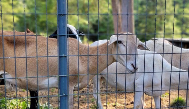 Red River Gorge Farmhouse Near Lake Fiber WiFi