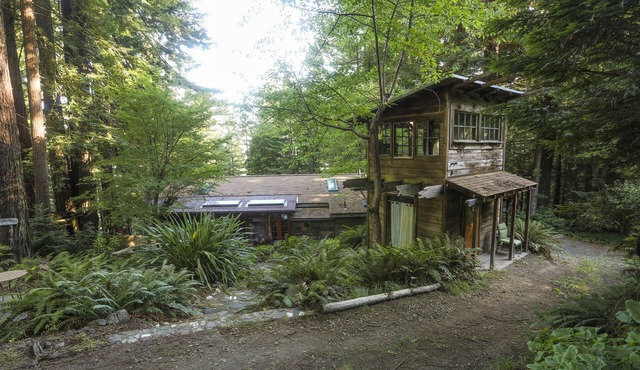 Redwood Forest Getaway
