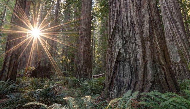 Redwood Retreat in Rio Dell