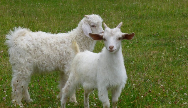 Refuge with 4 places for farmers