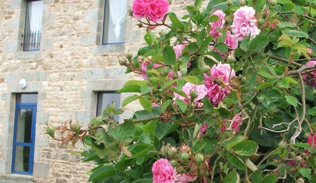 Reinette d'Armorique