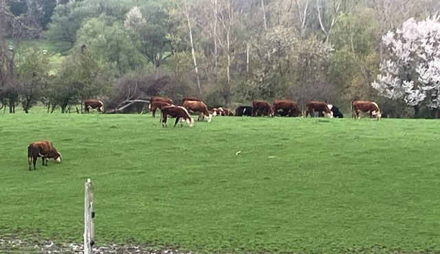 Relax and unwind at The Happy Camper Scottsville!