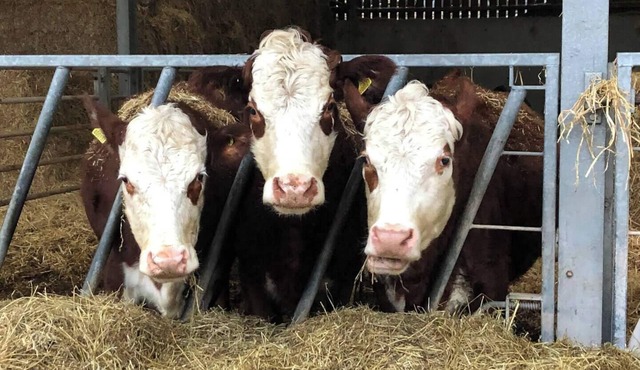 Relaxed Farm Stay Close to South Devon Beaches