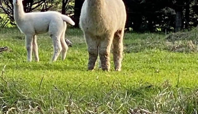 Relaxing at acreage farmhouse