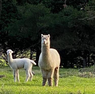 Relaxing at acreage farmhouse