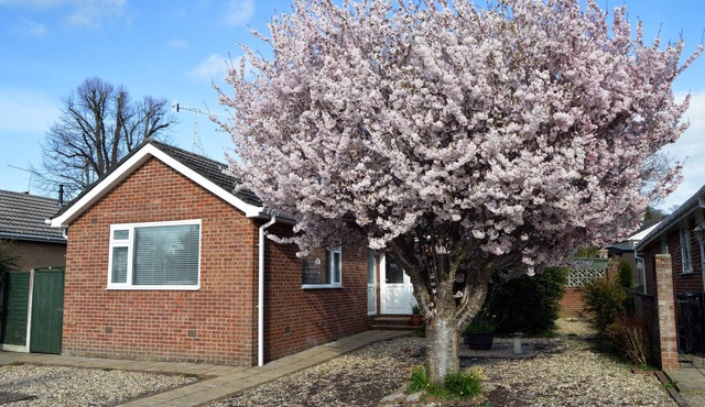 Relaxing, Comfortable Bungalow a Short Walk From Wimborne Minster