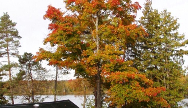 Relaxing Hot Diggity Dog Cottage Retreat at the Lake Edge Cottages!