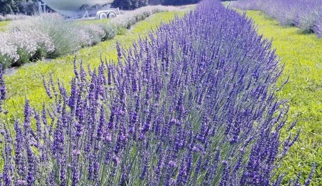 Relaxing Lavender Farm Cabin Studio Apt. (pet friendly)