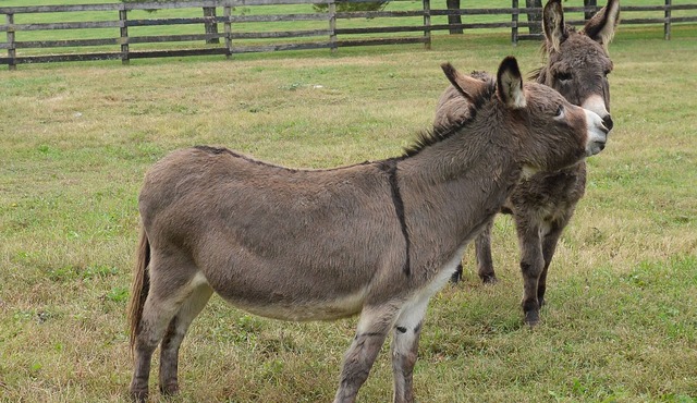 Renovated train station on thoroughbred horse farm.