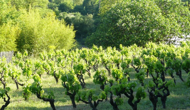 Rent up to 6 people ds old farmhouse restored, full nature provencal