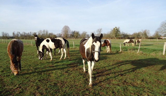 Rest on the farm with our 10 horses in the heart of nature. Wifi works.