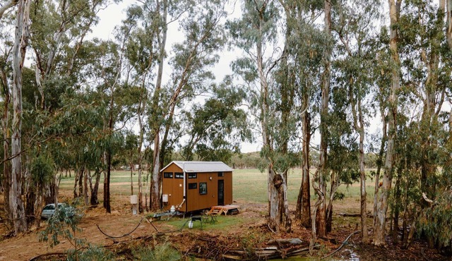 River Red Gum Summary