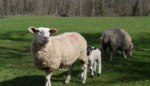 River View Cottage with private heated pool and garden, at Chez Bigot